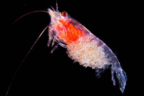 Nurkowanie Andamany plus zwiedzanie Indii