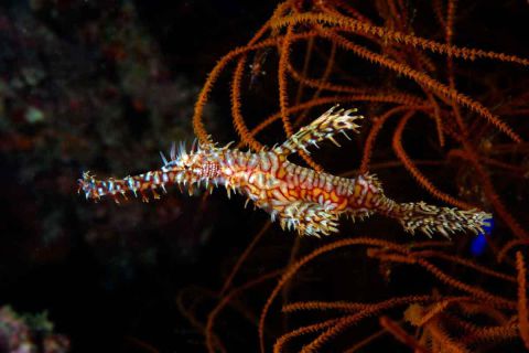 Nurkowanie Andamany plus zwiedzanie Indii