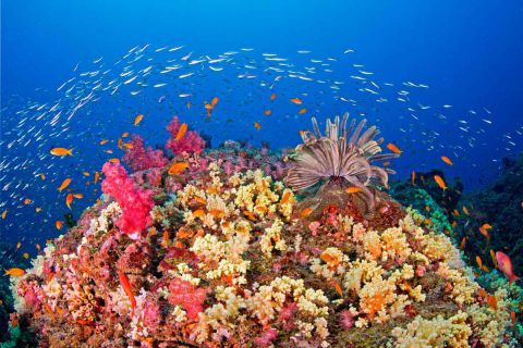 Nurkowanie Andamany plus zwiedzanie Indii