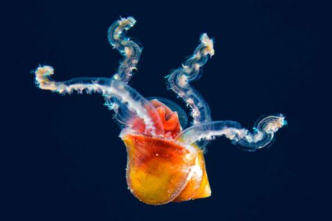 Nurkowanie Andamany plus zwiedzanie Indii