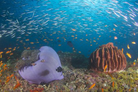 Nurkowanie Andamany plus zwiedzanie Indii