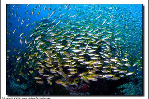 Nurkowanie Andamany plus zwiedzanie Indii