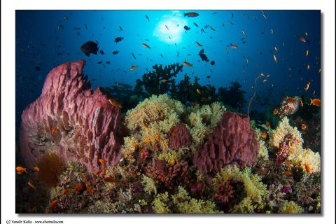 Nurkowanie Andamany plus zwiedzanie Indii