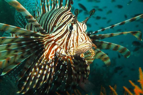 Nurkowanie Andamany plus zwiedzanie Indii