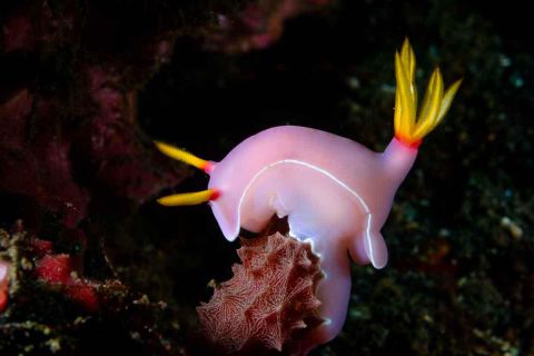 Nurkowanie Andamany plus zwiedzanie Indii