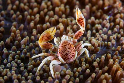 Nurkowanie Andamany plus zwiedzanie Indii