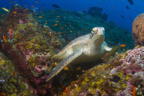 Nurkowanie Andamany plus zwiedzanie Indii