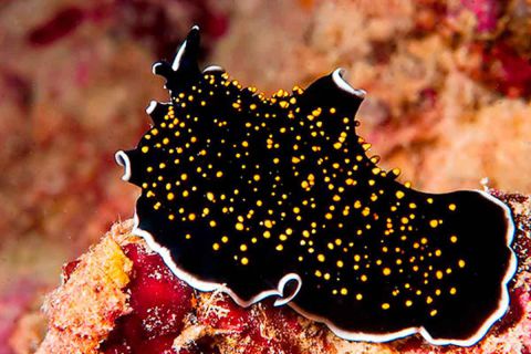 Nurkowanie Andamany plus zwiedzanie Indii