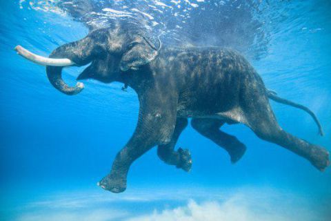 Nurkowanie Andamany plus zwiedzanie Indii