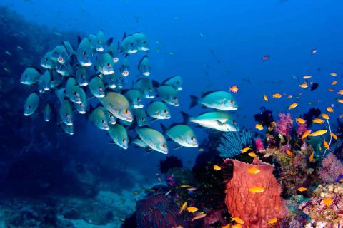 Nurkowanie Andamany plus zwiedzanie Indii