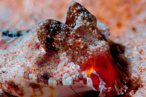 Nurkowanie Andamany plus zwiedzanie Indii