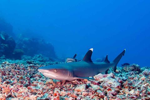 Nurkowanie Andamany plus zwiedzanie Indii