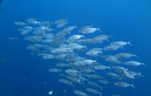 Zdjęcia z Lembeh i Bunaken