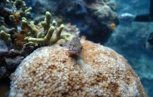 Zdjęcia z Lembeh i Bunaken