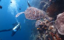 Zdjęcia z Lembeh i Bunaken