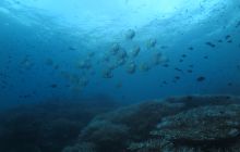 Zdjęcia z Lembeh i Bunaken