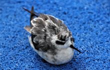 Zdjęcia z Lembeh i Bunaken