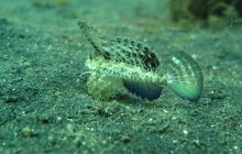 Zdjęcia z Lembeh i Bunaken