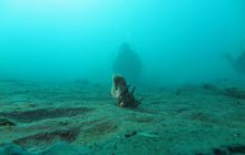 Zdjęcia z Lembeh i Bunaken