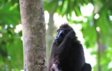 Zdjęcia z Lembeh i Bunaken