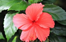 Zdjęcia z Lembeh i Bunaken