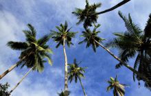 Zdjęcia z Lembeh i Bunaken