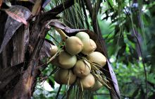 Zdjęcia z Lembeh i Bunaken