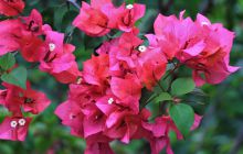 Zdjęcia z Lembeh i Bunaken