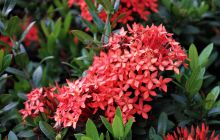 Zdjęcia z Lembeh i Bunaken