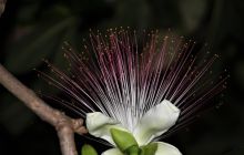 Zdjęcia z Lembeh i Bunaken