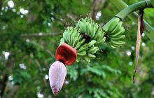 Zdjęcia z Lembeh i Bunaken