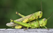 Zdjęcia z Lembeh i Bunaken