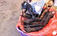 Zdjęcia z Lembeh i Bunaken