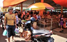 Zdjęcia z Lembeh i Bunaken