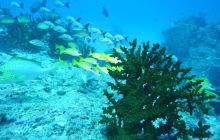 Zdjęcia z wyjazdu na Andamany