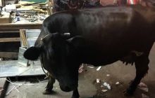 Zdjęcia z wyjazdu na Andamany