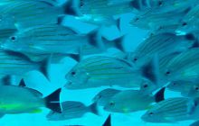 Zdjęcia z wyjazdu na Andamany