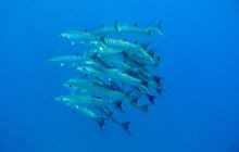 Zdjęcia z wyjazdu na Andamany