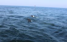 Zdjęcia z wyjazdu na wraki Abilla, Groźny, Delfin