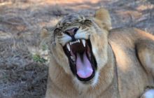 Zdjęcia z wyjazdu do południowej Afryki