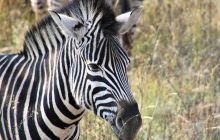 Zdjęcia z wyjazdu do południowej Afryki