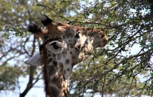 Zdjęcia z wyjazdu do południowej Afryki