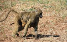 Zdjęcia z wyjazdu do południowej Afryki