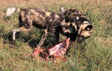 Zdjęcia z wyjazdu do południowej Afryki