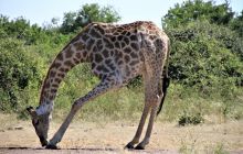 Zdjęcia z wyjazdu do południowej Afryki