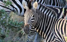 Zdjęcia z wyjazdu do południowej Afryki