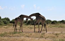 Zdjęcia z wyjazdu do południowej Afryki