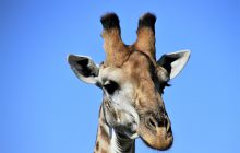 Zdjęcia z wyjazdu do południowej Afryki