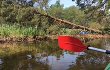 Spływ kajakowy Piaśnicą