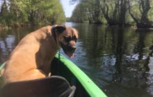 Spływ kajakowy Piaśnicą